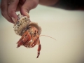 hernit-crab